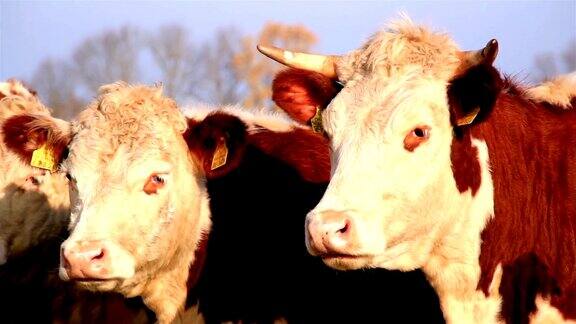 牛群中有两头棕色的母牛一头有角