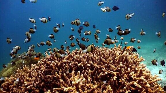 在脆弱的鹿角珊瑚(Acropora)上的印度小热带鱼(Dascylluscameus)浅滩KohHaa群岛甲米安达曼海泰国