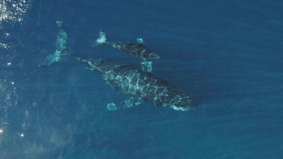 座头鲸带着幼崽喷出一团水