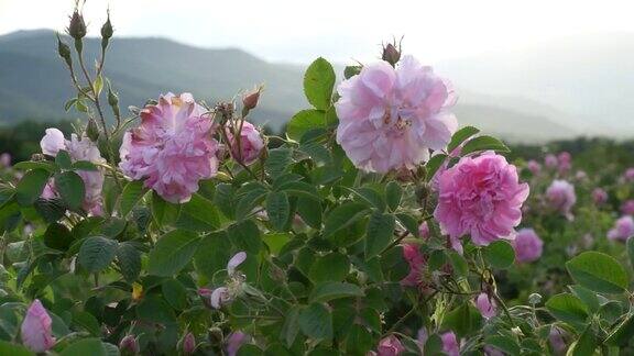 保加利亚粉玫瑰特写在一个花园
