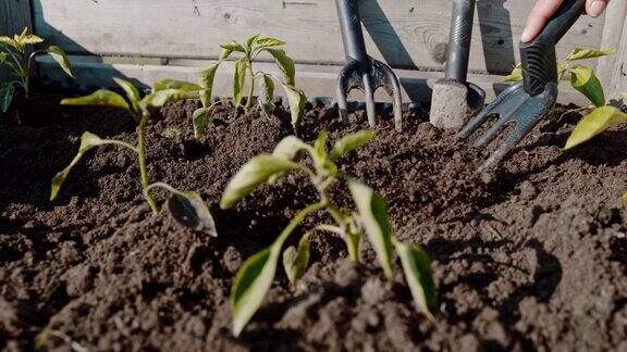 CU超级慢动作花园中耕机在阳光花园的树苗之间耙土