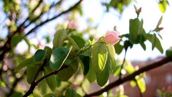 贴梗海棠树开花