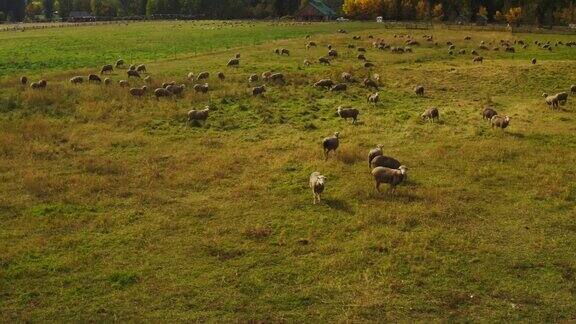 蒙大拿州乡村农场上的牧羊场