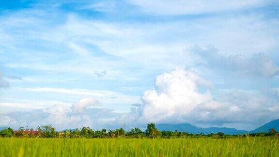 美丽的绿色稻田景观