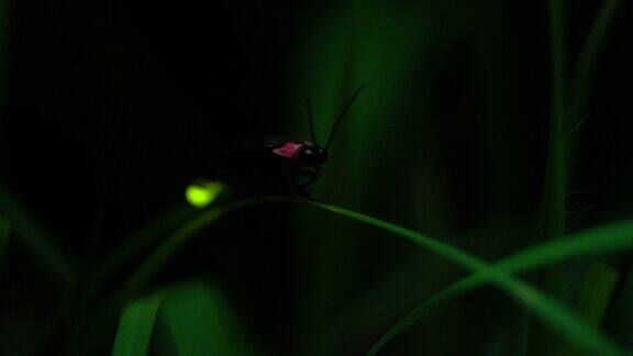 萤火虫的微光