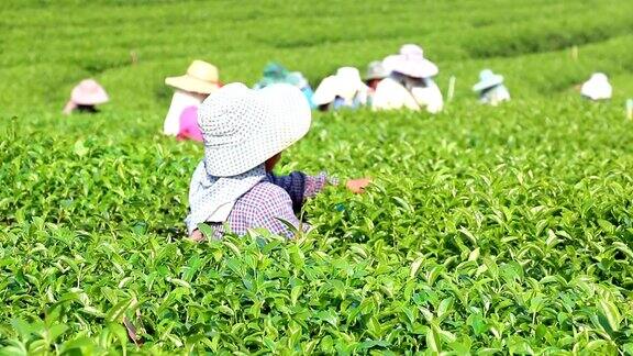 人们收获绿茶