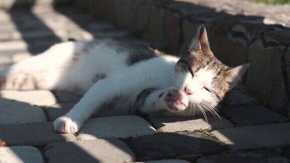 有趣的猫在阳光明媚的户外玩耍
