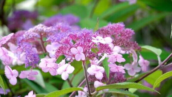 花园里的紫色兰花
