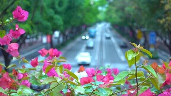 杜鹃花盛开的城市大道