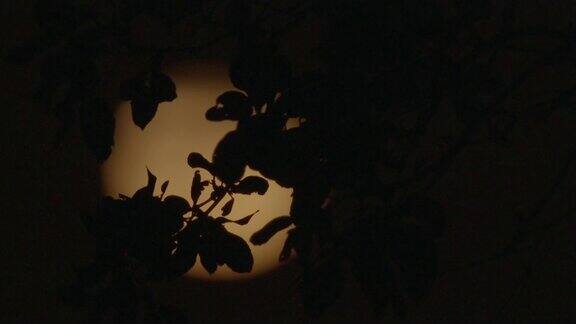 夜晚月亮前的森林剪影