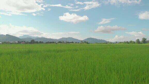 低角度无人机拍摄飞谷碧绿的稻田东南亚阳光灿烂