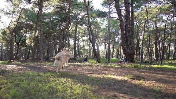 快乐的男孩和她的金毛猎犬在秋天的森林里玩耍