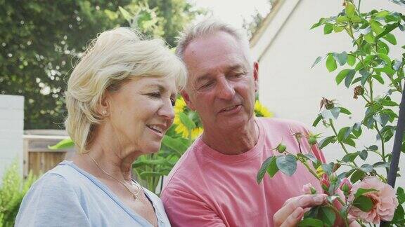 一对退休的老年夫妇在家花园里看花架拱门上的玫瑰