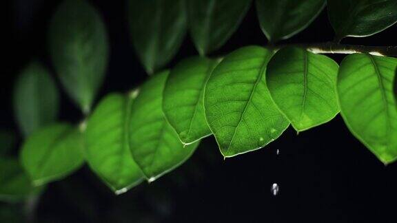 晚上雨点落在绿色树叶上