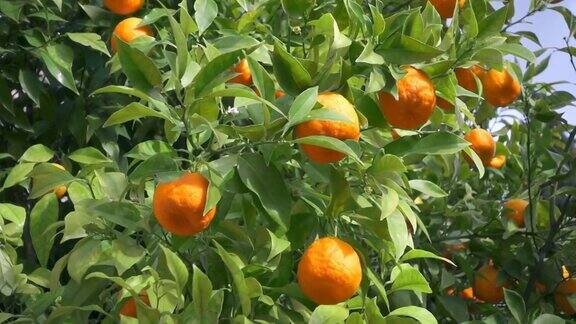 橘子树的慢动作拍摄