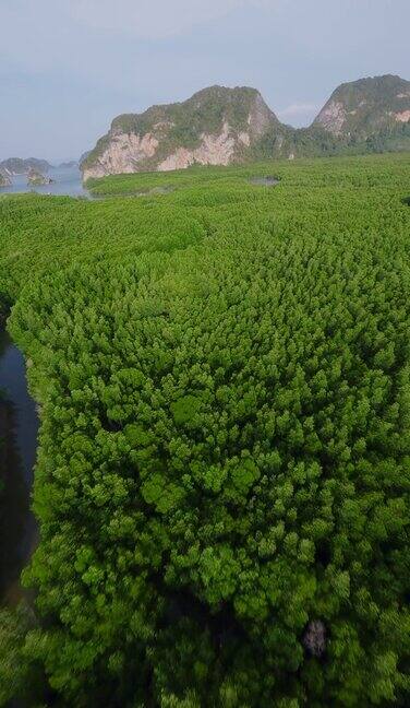 垂直视频从高空潜水到河流郁郁葱葱阳光明媚绿树成荫充满异国情调