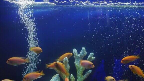 一群黄色鲜艳的鱼在气泡水族馆珊瑚礁之间游泳