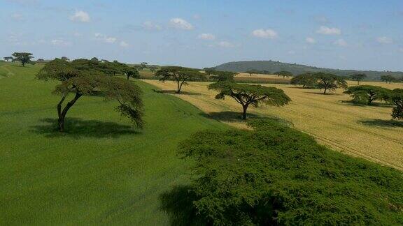 天线:非洲大片麦田上的金合欢树