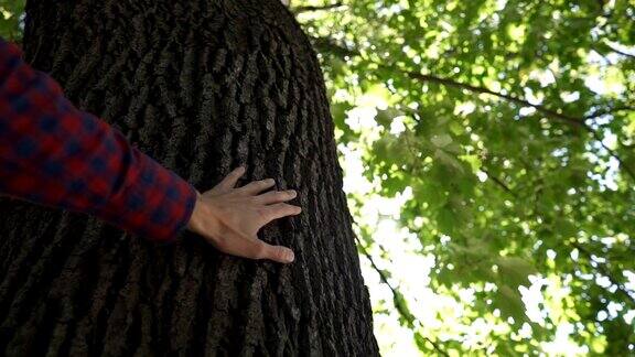 靠近男人的手在森林中触摸树干