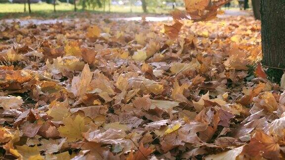 自然在秋天枫叶的落叶秋天在森林或公园里散步黄色落叶的背景地面覆盖着橙色的叶子秋天的调色板缓慢的运动近距离