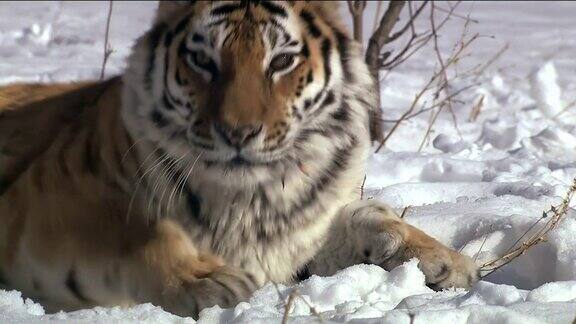 东北虎或乌苏里虎或远东虎美洲虎(Pantheratigrisaltaica)是老虎的一个亚种最北的老虎列在红皮书上