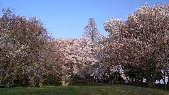这是香川县三代市以美丽的樱花和濑户内海而闻名的师德山的视频