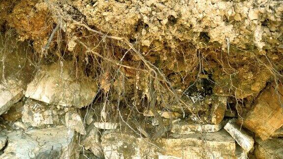 树根通过岩石生长的悬崖的特写镜头4k