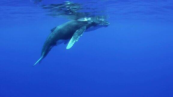 座头鲸和幼鲸