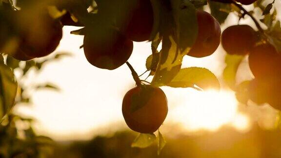 一个有机红苹果在树枝上的特写在日落的果园