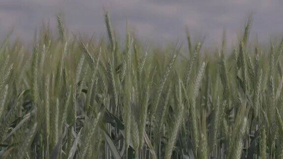 在麦田里麦穗在下雨时特写滴落在麦穗上现代农业未分级宏视频ProRes422未分级C-LOG310位