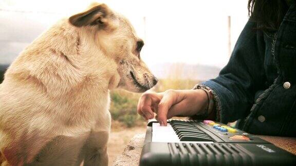 黄色的狗在玩电子钢琴等女孩