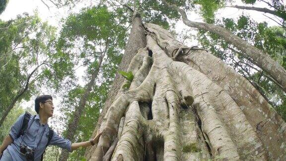 游客在自然森林触摸大树