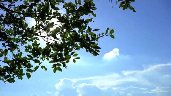 在阳光明媚的日子里树叶绿油油天空湛蓝