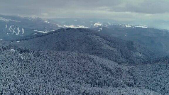 冬雪松林无人机在山区飞行