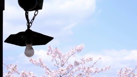 裸灯泡和樱花盛开的吉野樱桃树
