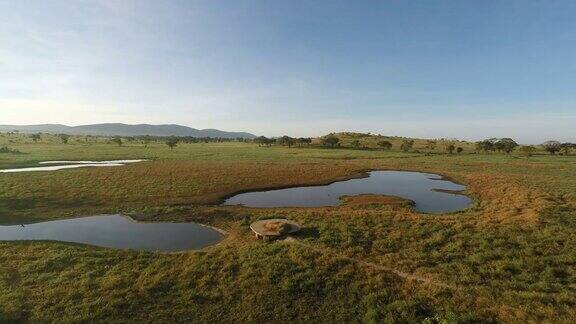 早上的肯尼亚大草原的水坑