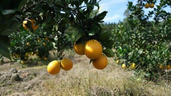 果园里的有机橙子特写