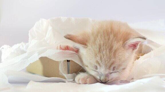 在纸巾盒里睡觉的小猫