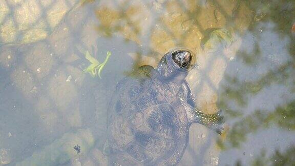 乌龟把头伸出了水面乌龟在公园的一个人工池塘里