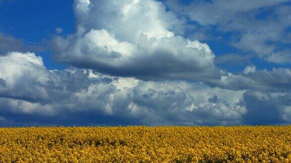 油菜籽田上空的云朵