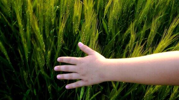 日落时分孩子的手抚摸着绿色的麦穗