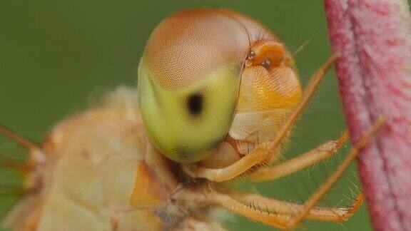 蜻蜓的眼睛特写