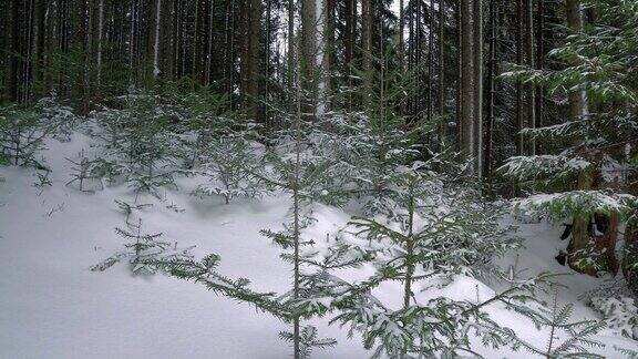 雪中的小圣诞树