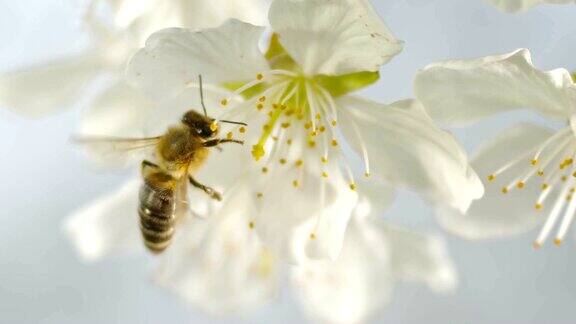 食肉蜂在白色樱花的雄蕊上采花粉