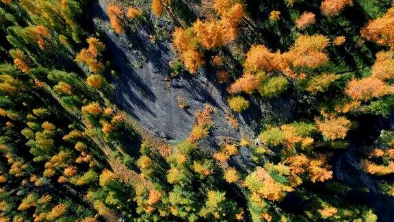 在阳光明媚的秋天空中俯瞰橙色和红色的落叶松森林欧洲阿尔卑斯山户外丰富多彩的自然景观山野秋季的建立4k无人机飞行建立镜头