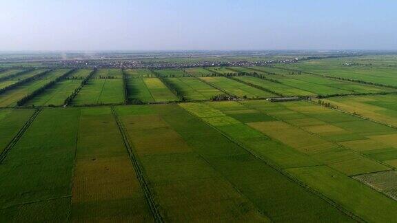 绿色农场的稻田航拍图