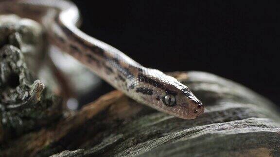 水蟒或褐水蟒尾丝虫蛇属是澳大利亚的一种无毒蛇
