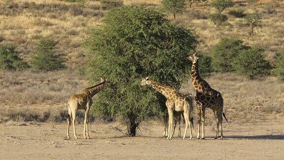 长颈鹿在树上吃东西