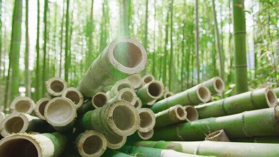 近距离镜头切割有机竹竿准备加工成可持续的绿色产品背景是竹林耀斑