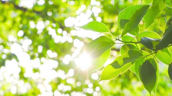 美丽的阳光穿过绿叶植物